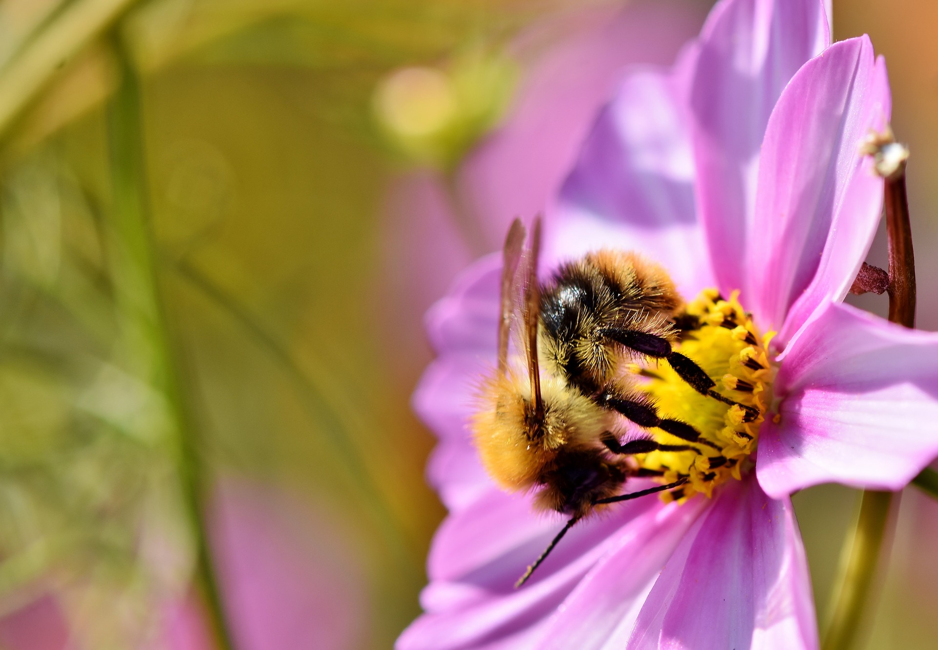 Wildblumenmischung Rosengarten