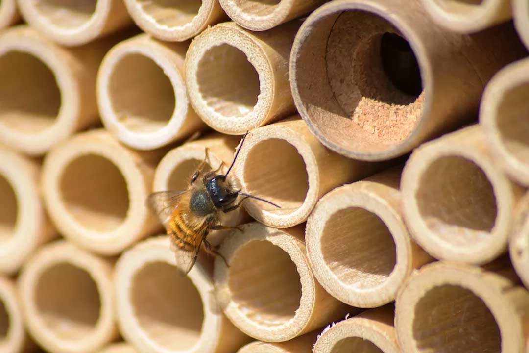 Projekt Wildbiene: Schutzgemeinschaft Schünholz auf dem Kiekeberg