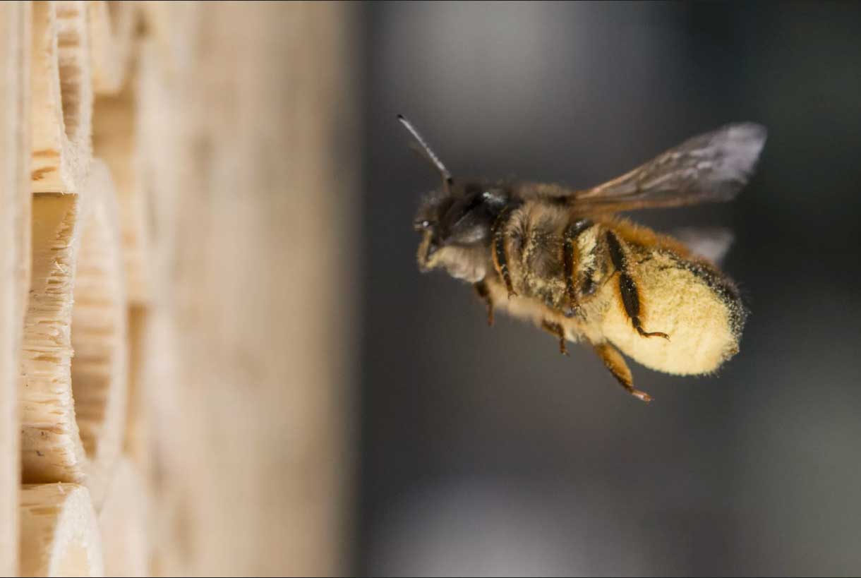 Rote Mauerbiene, BeeHome